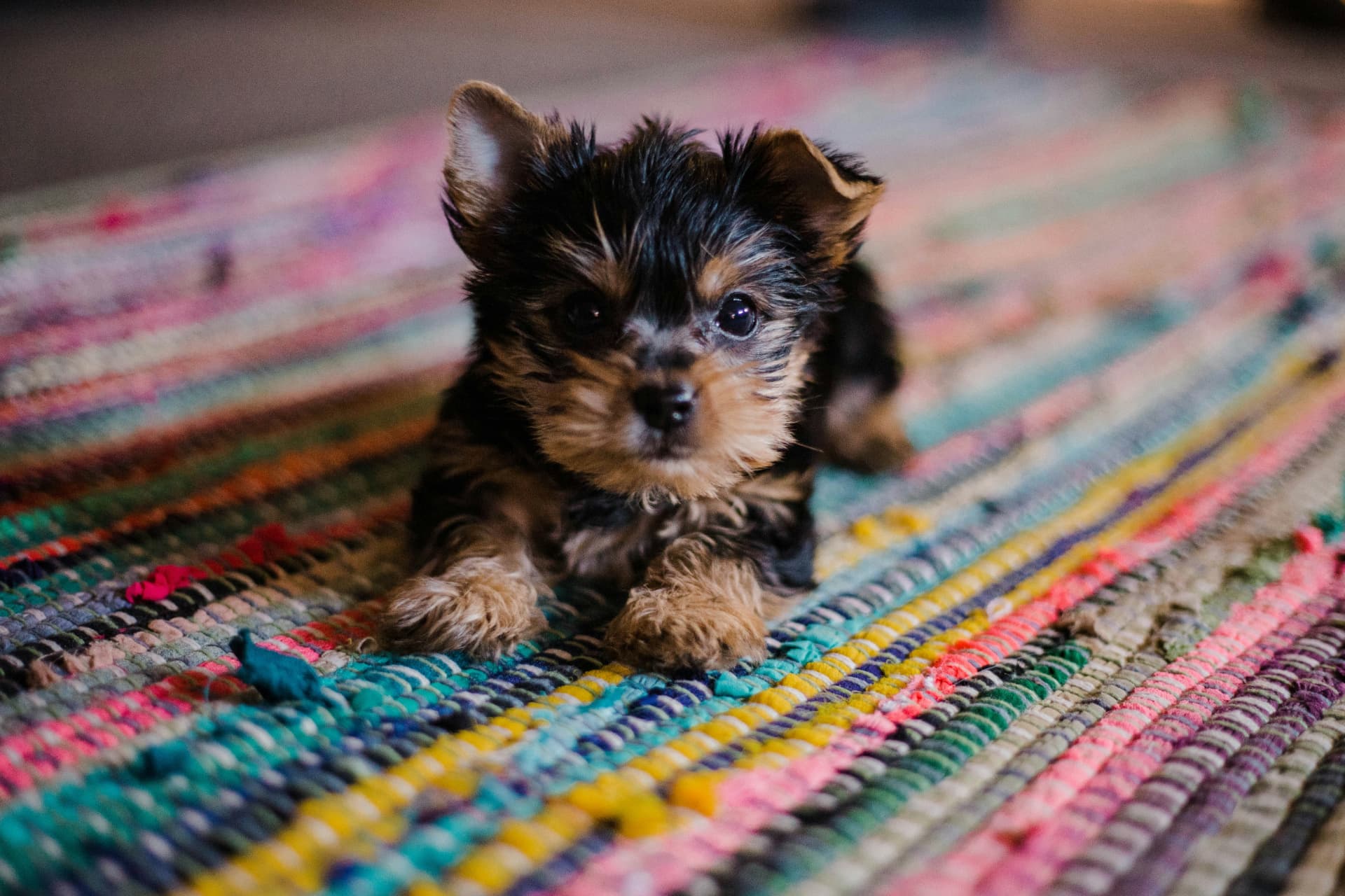 A tiny Yorkshire Terrier puppy resting on a colorful rug