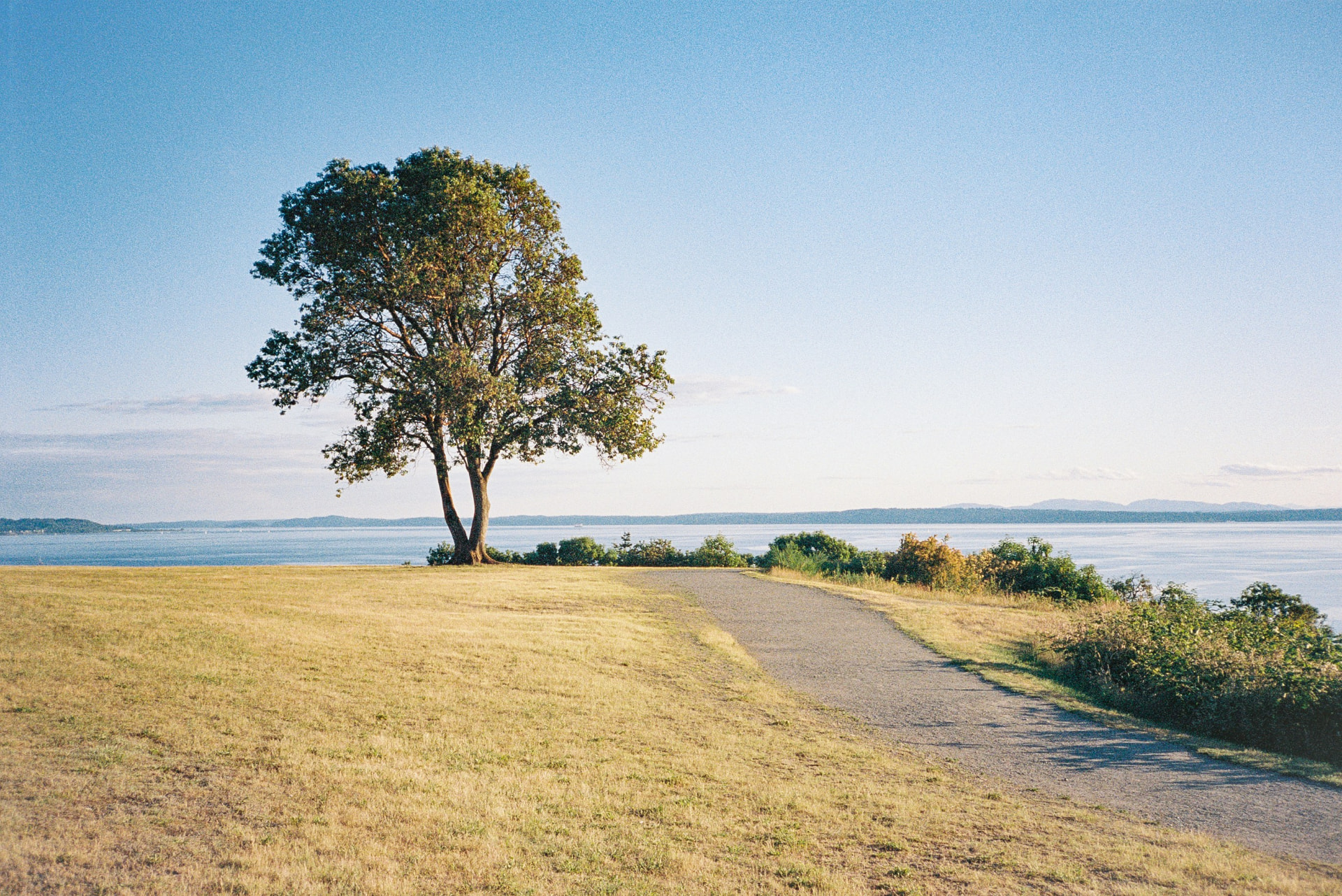 A lone tree on a grassy bluff overlooking Puget Sound near Shoreline, Washington