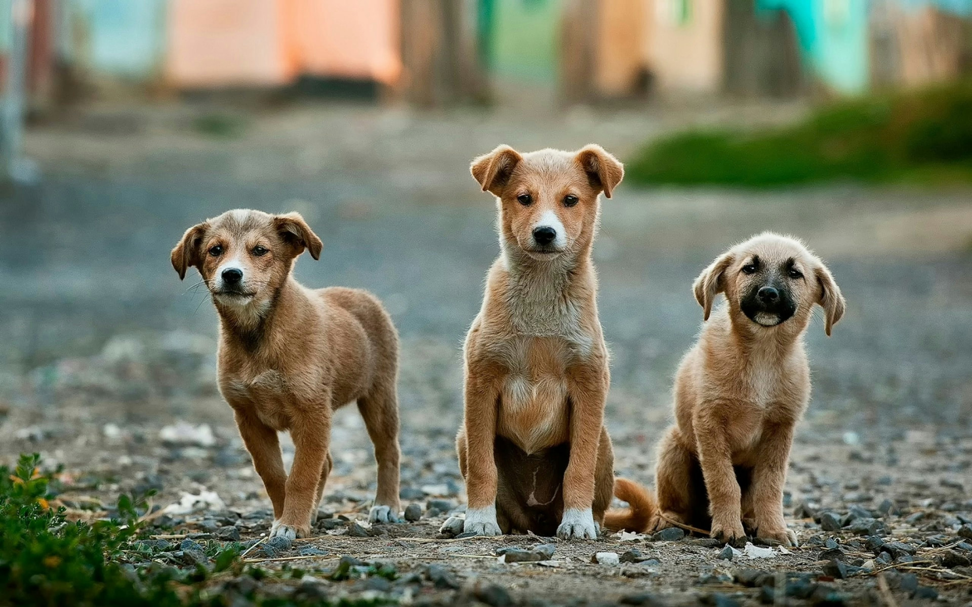 Three friendly puppies sitting together outdoors