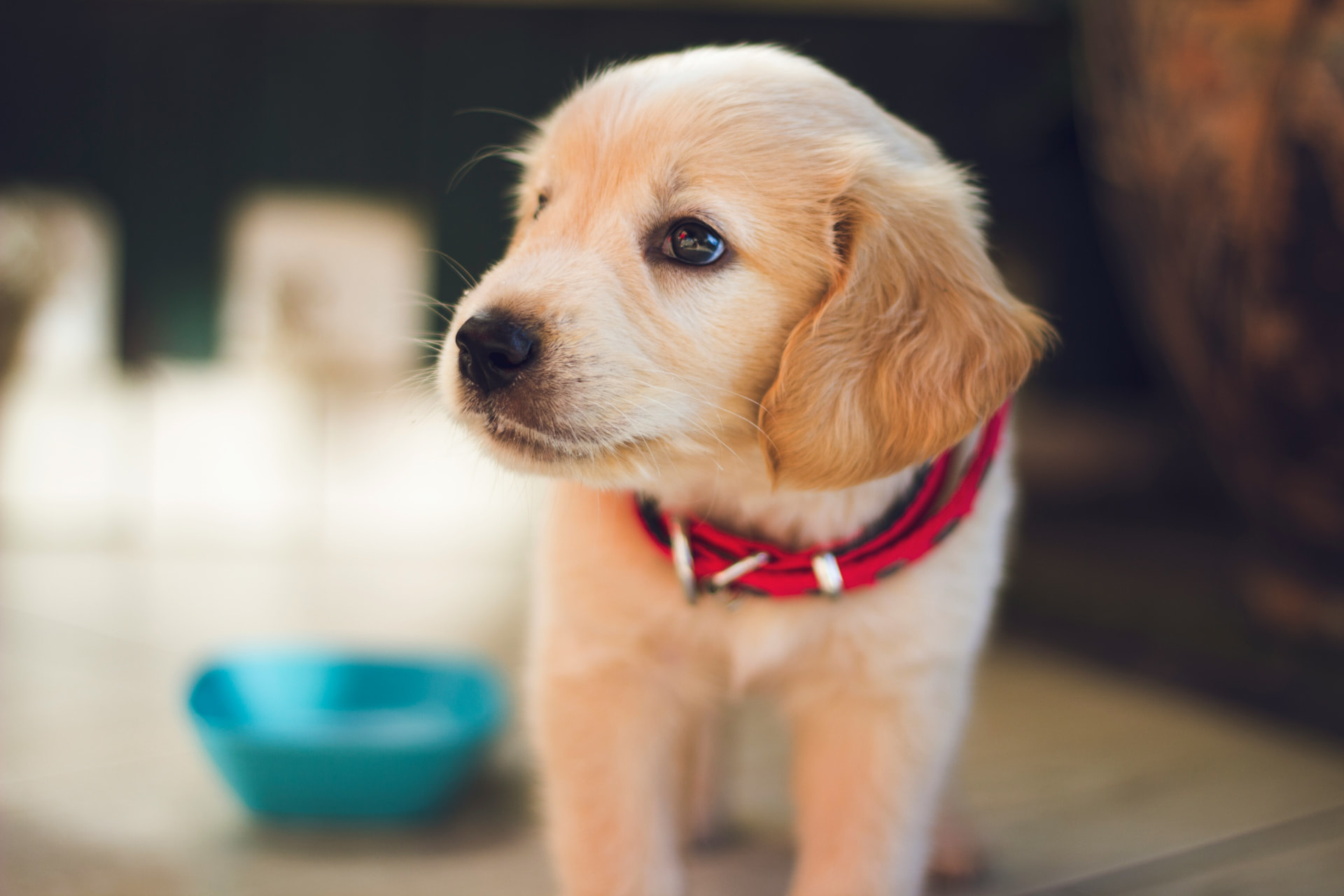 A golden retriever puppy wearing a red collar